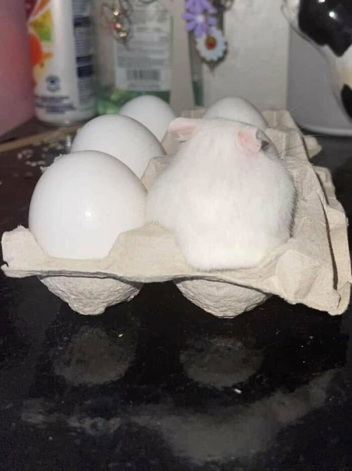 Adorable hamster nestled among eggs in a carton, an absurd animal photo.