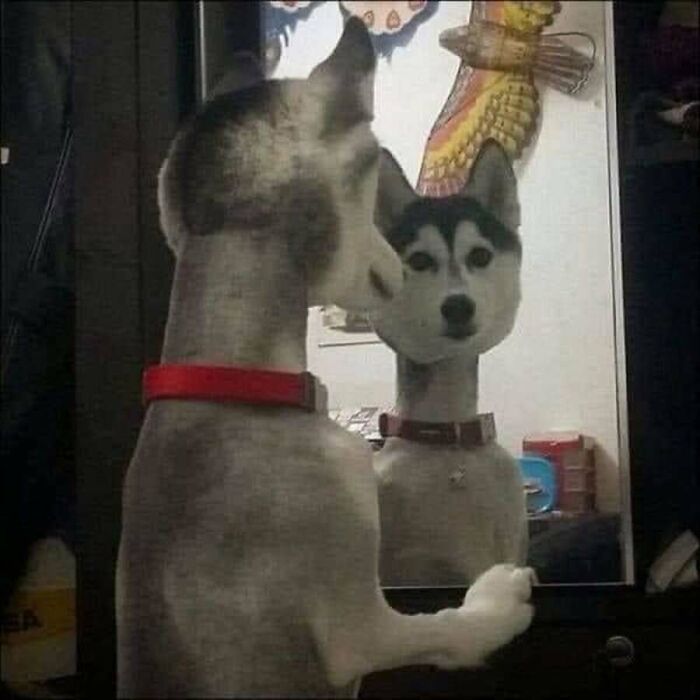 Absurd animal photos: A husky dog stares at its reflection in a mirror, looking surprised by its own image.