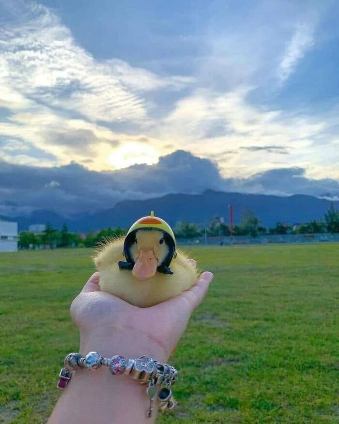 Adorable animal photos: A fluffy yellow duckling wearing a tiny helmet is cradled in a hand against a scenic background.