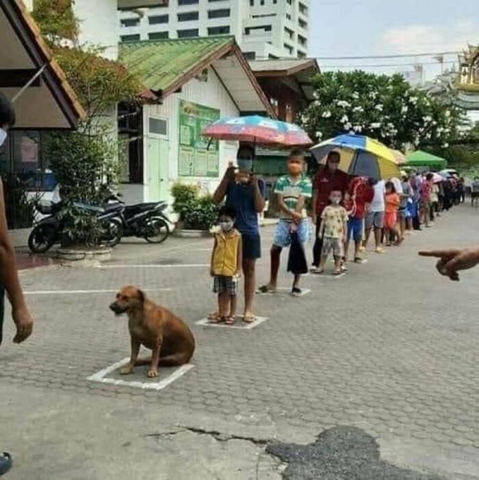 Absurd animal photos: A brown dog sits patiently in a marked square, social distancing in a line of people.