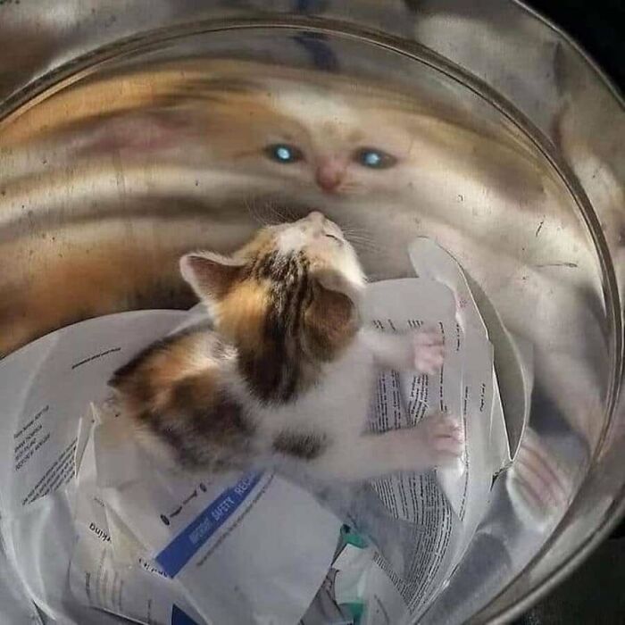 Adorable animal photos: A tiny kitten looks up at its distorted reflection in a metal container with glowing eyes.