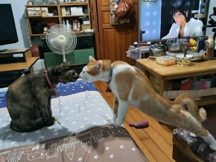 Two cats nose-to-nose on a bed, one stretching, illustrating hilarious cat moments.