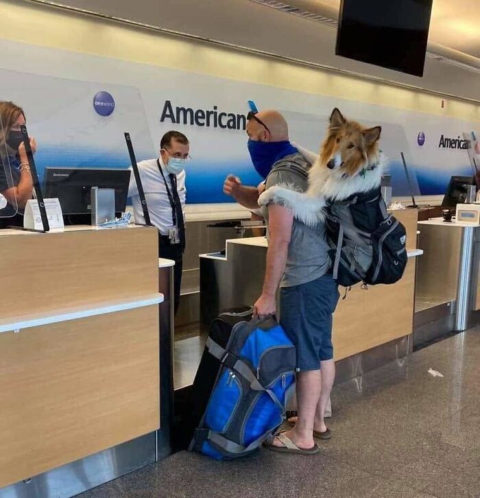 Absurd animal photo: a man with a dog in a backpack at an American Airlines check-in desk, ready for travel.
