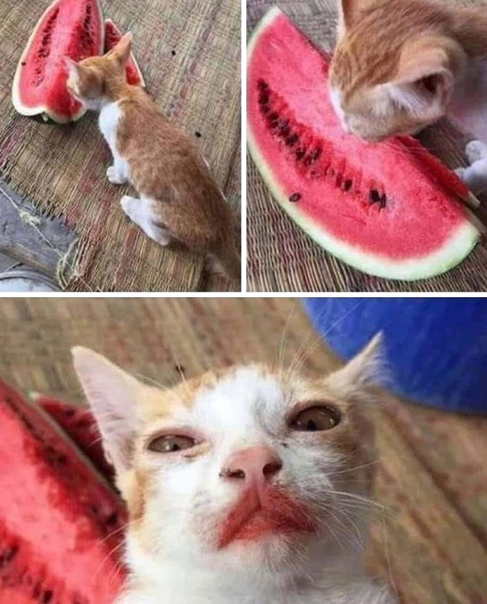 Adorable animal photos: a kitten eating watermelon, then looking comically with red-stained lips.