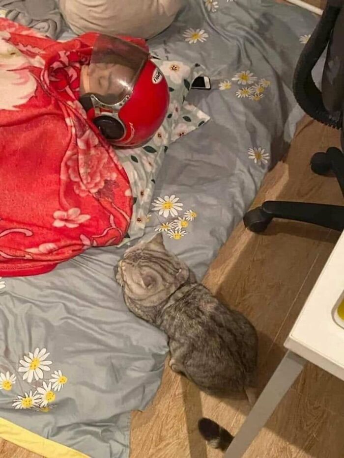 Absurd animal photo: a cat sleeping beside a person wearing a red motorcycle helmet in bed, creating a funny scene.