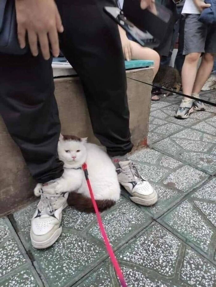 Absurd animal photos: A white and brown cat on a leash sitting between a person's legs on a tiled surface.