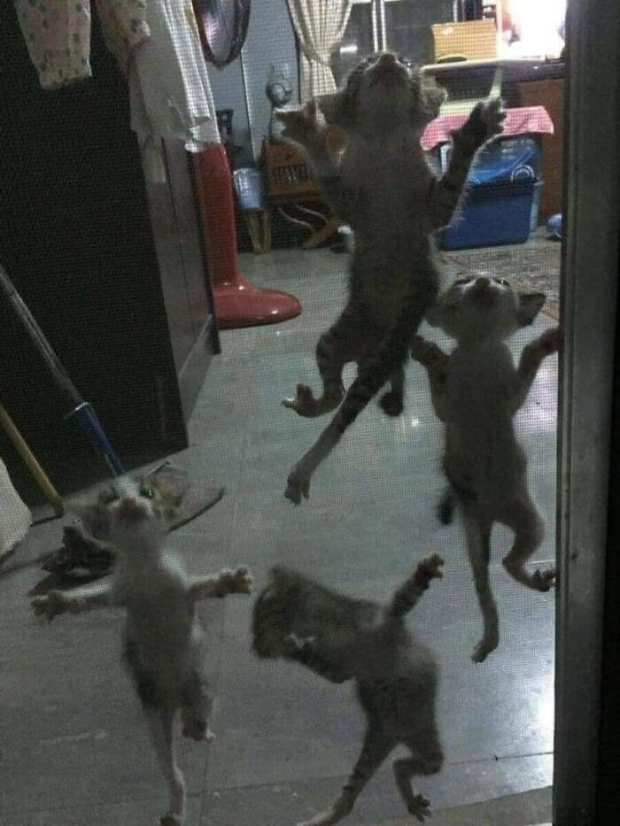 Absurd animal photos: Four kittens climbing a screen door, appearing to defy gravity in a playful way.