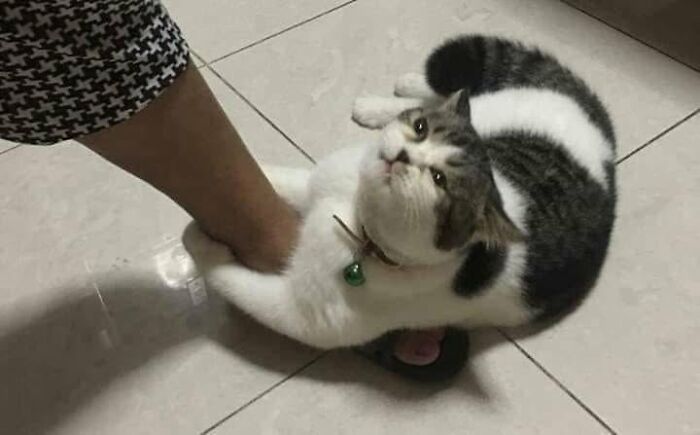 A fluffy cat with grey and white fur lies on its back, holding a person's foot, for hilarious cat moments.