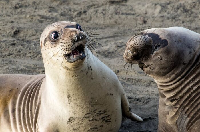 Funny animal photos: Two elephant seals on a sandy beach, one with a surprised expression and wide eyes.