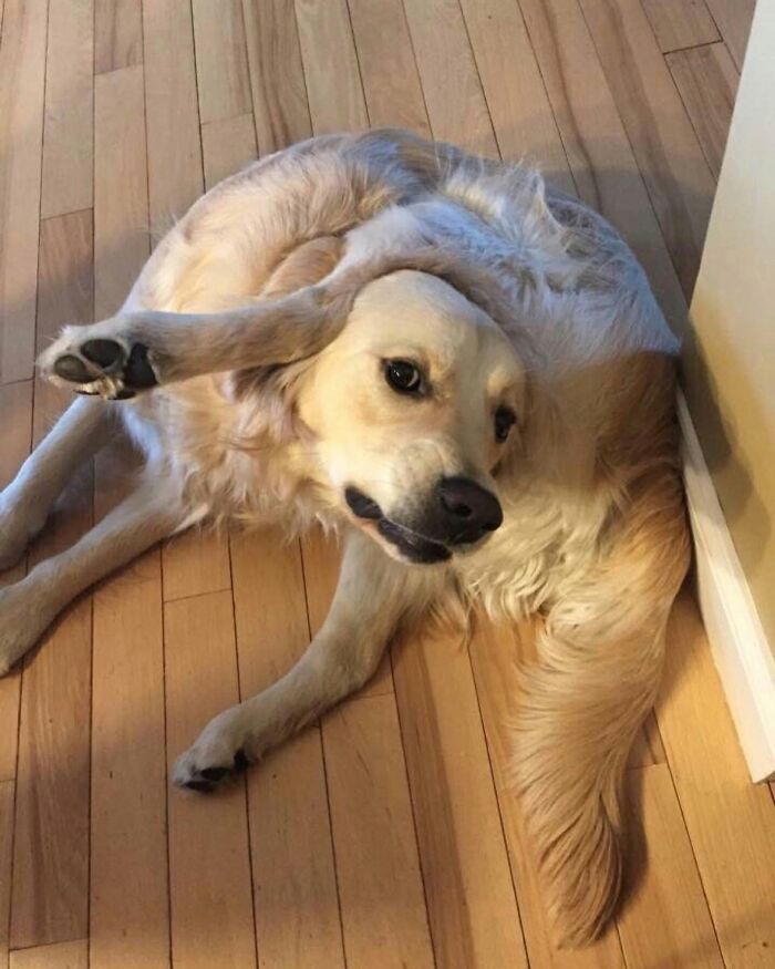 These 40 Adorable Dogs Are Exactly What You Need To Start Your Week With A Smile