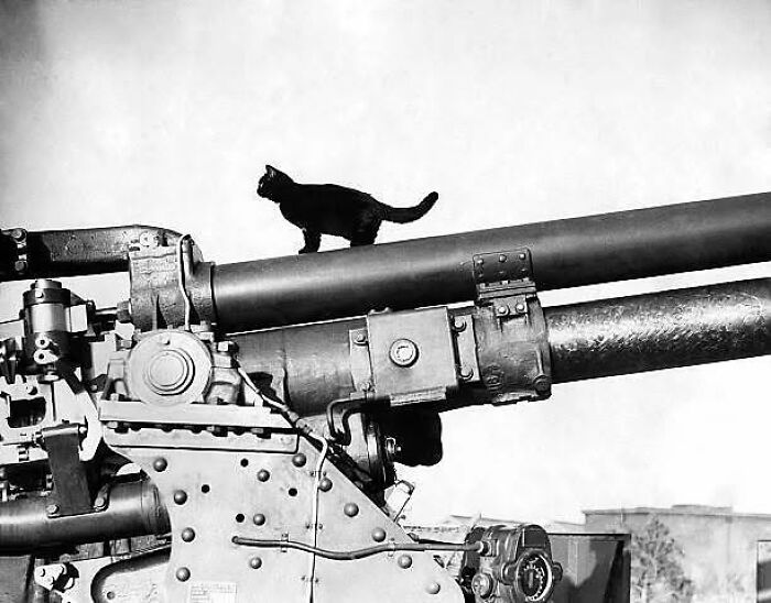 30 More Vintage Cat Photos That Prove Our Love For Cats Hasn't Changed In Over A Century