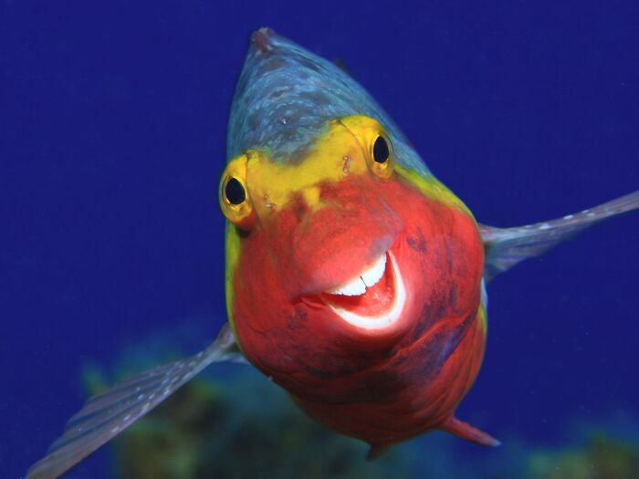 A parrotfish with a big smile, one of the funniest animal photos shared.