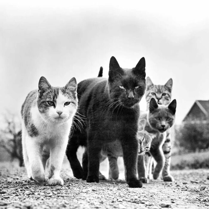 30 More Vintage Cat Photos That Prove Our Love For Cats Hasn't Changed In Over A Century