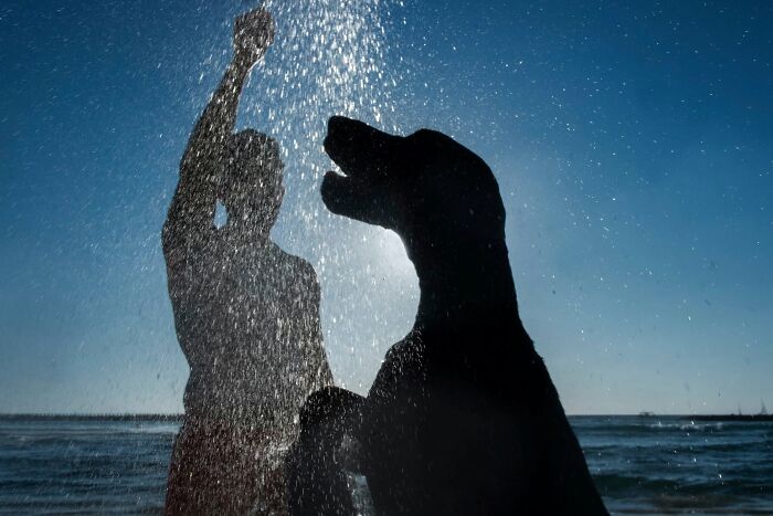 This Photographer Roams The Streets Looking For Unforgettable Dog Moments, And Here Are 50 Of His Best Finds