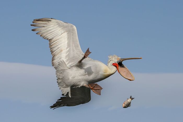 Funny animal photos: A pelican mid-air with its mouth open, losing a fish, against a blue sky.