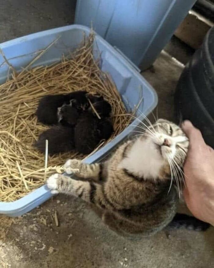 Adorable animal photos: A happy cat being petted next to a bin of straw containing small black kittens.