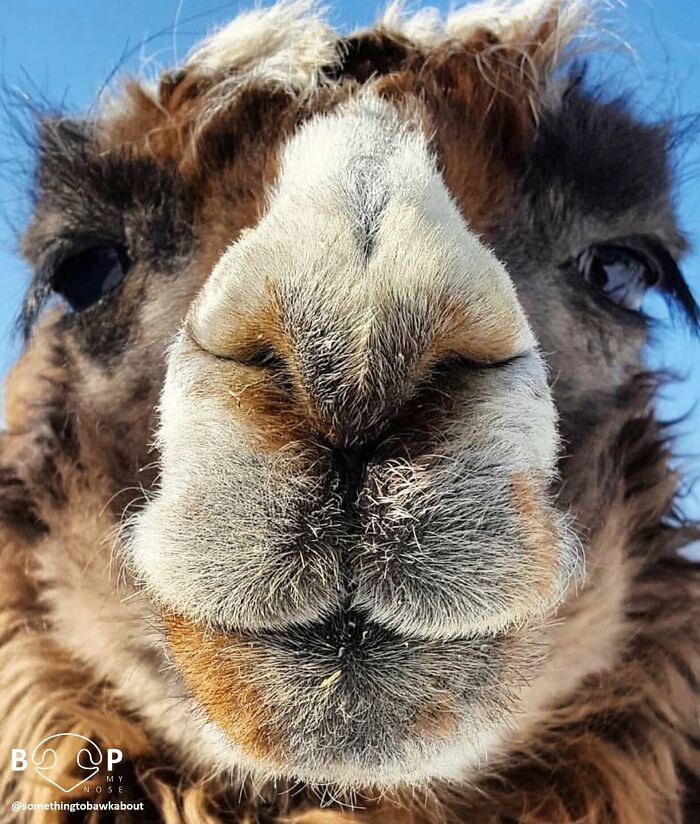 A fluffy camel's expressive animal nose, so close you can almost boop it through the screen.