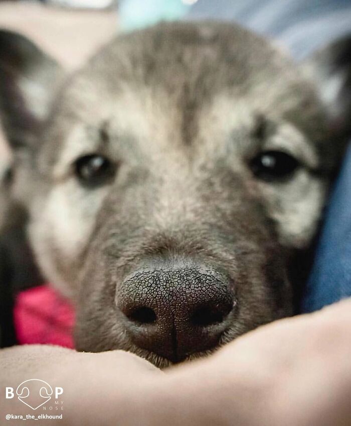 A sleepy puppy's adorable animal nose, inviting a gentle boop right through your screen.