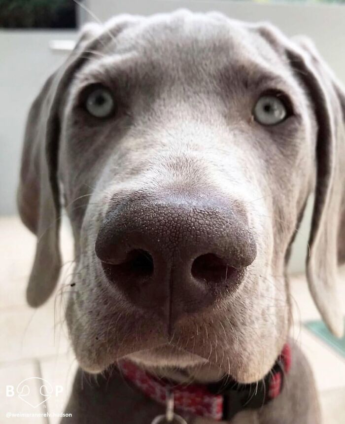 A majestic Weimaraner's animal nose up close, with piercing blue eyes, perfect for a screen boop.