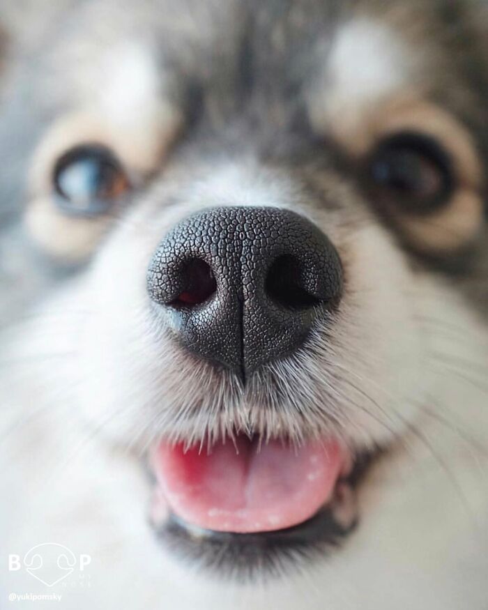 A happy dog's animal nose close-up, ready for a boop through the screen.