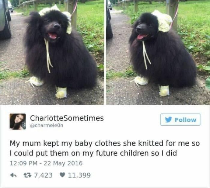 A funny dog meme showing a fluffy black puppy wearing knitted baby clothes, shared by Dog Memes Galore.