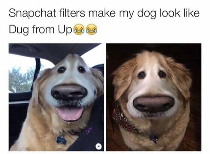 Funny dog meme of a dog with a Snapchat filter, looking like Dug from Up, relatable to pet owners.