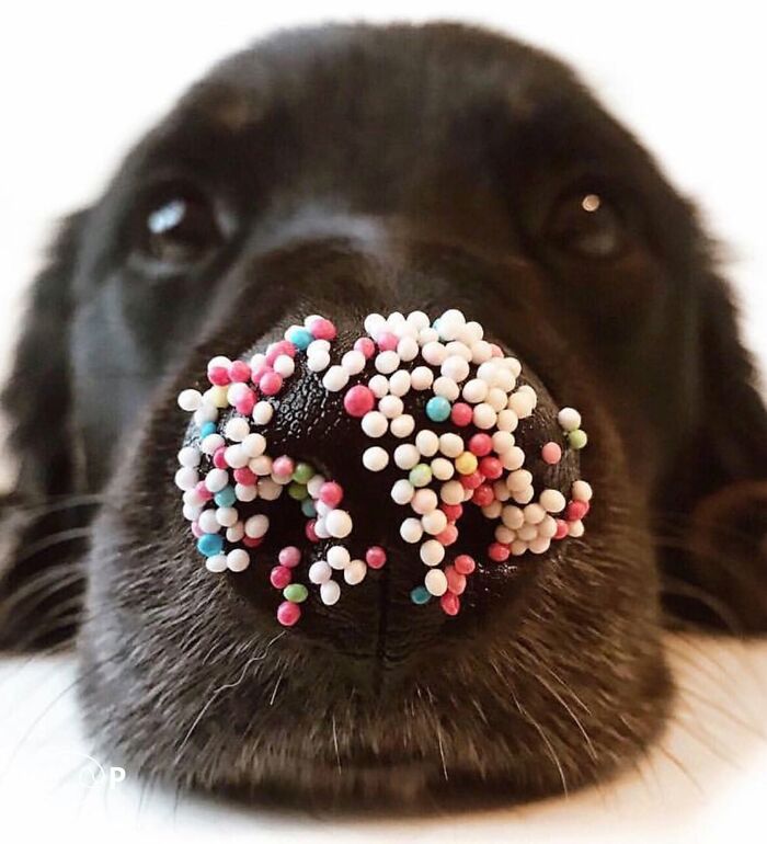 Black dog with colorful sprinkles on its animal nose, looking adorable for a screen boop.