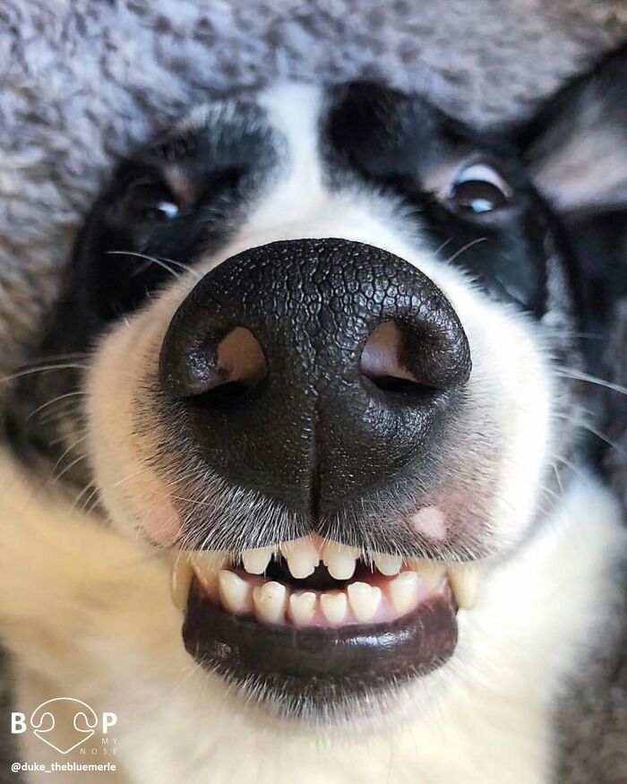 A funny, inverted close-up of an animal nose, showing a dog with a wide grin and exposed teeth, ready for a boop.