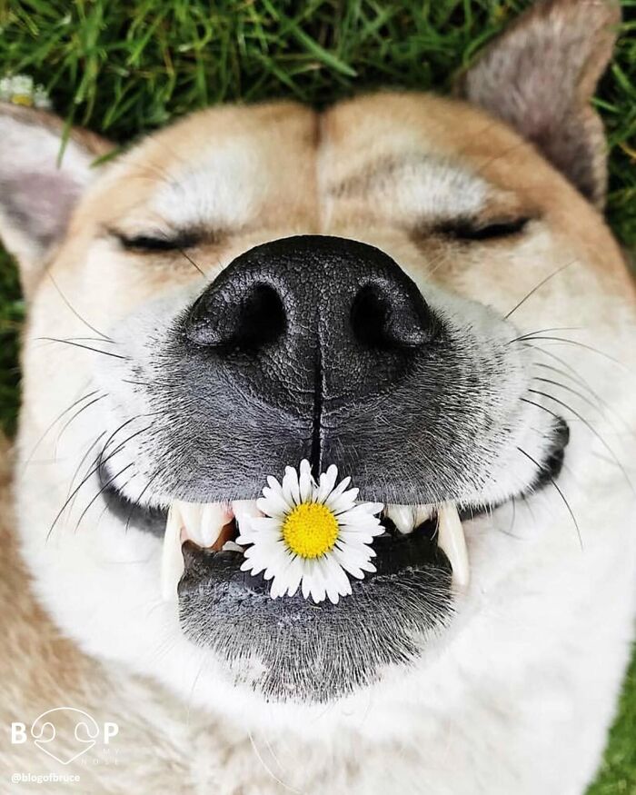 A sweet close-up of an animal nose, featuring a dog happily holding a daisy in its mouth, waiting for a boop.