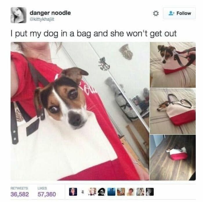 Funny dog meme: small dog happily in a bag, showing pet owners relatable dog behavior.