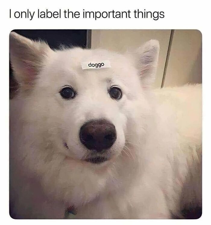 Funny dog meme of a fluffy white dog with a label doggo on its forehead, pet owners will relate.