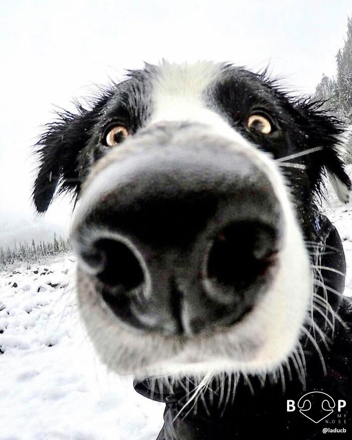A very close-up, wide-angle shot of an animal nose, showing a dog in the snow looking surprised, ready for a boop.