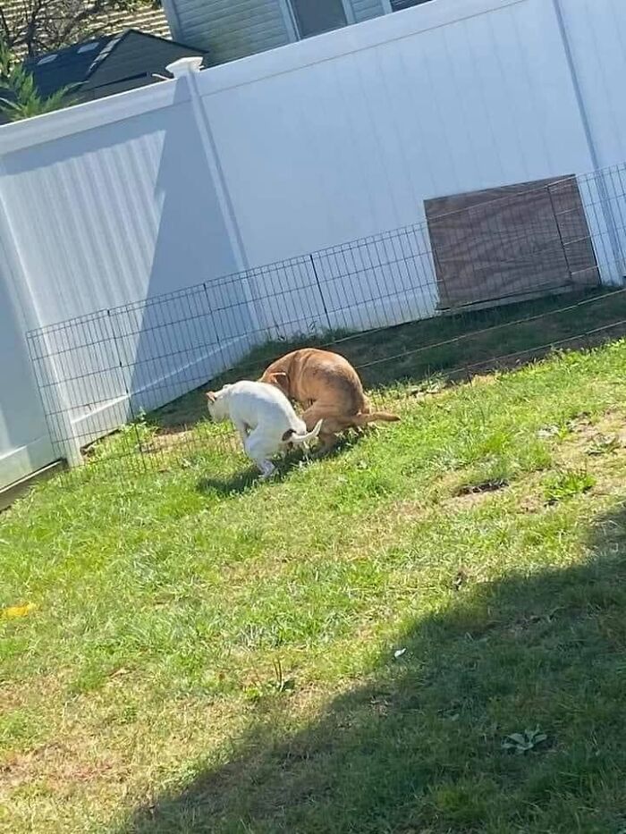 Funny dog meme showing two dogs pooping simultaneously in a yard, relating to pet owners.