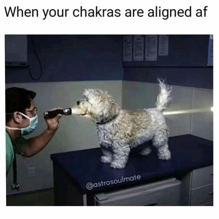 Funny dog meme of a vet checking a dog's chakras, showing pet owners humor they relate to.