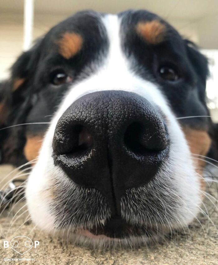 Close-up of a Bernese Mountain Dog's wet animal nose, perfect for a boop through the screen.