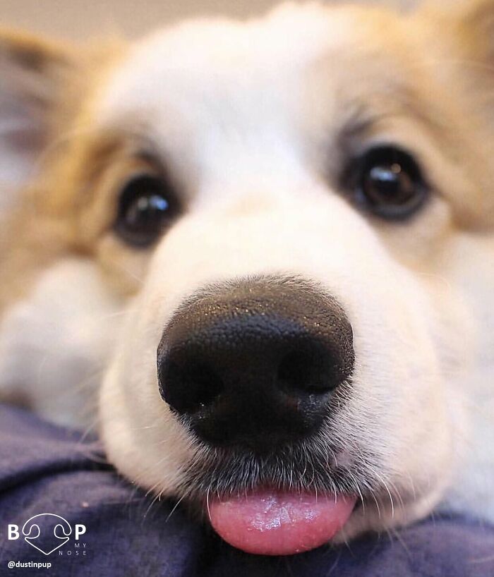An adorable close-up of a corgi animal nose with a tiny tongue peeking out, perfect for a boop through the screen.