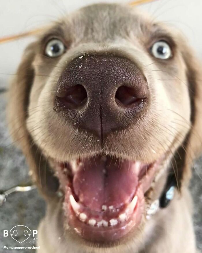 Happy Weimaraner showing a close-up of its animal nose, ready for a boop through the screen.