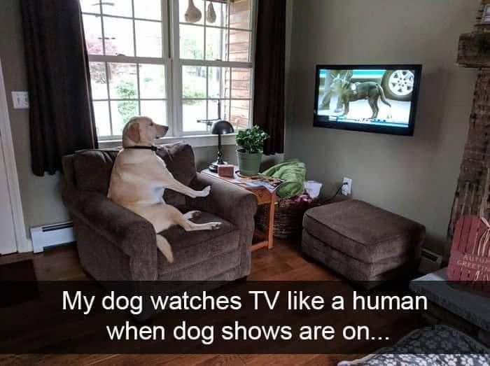 A golden retriever dog meme sitting like a human on a brown armchair watching dog shows on TV.