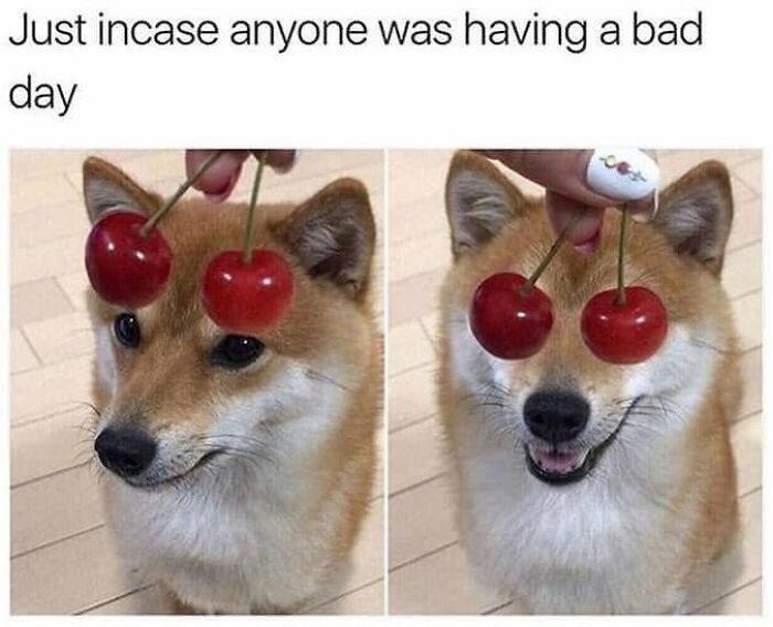A split image dog meme showing a shiba inu with cherries held over its eyes, first neutral, then smiling.