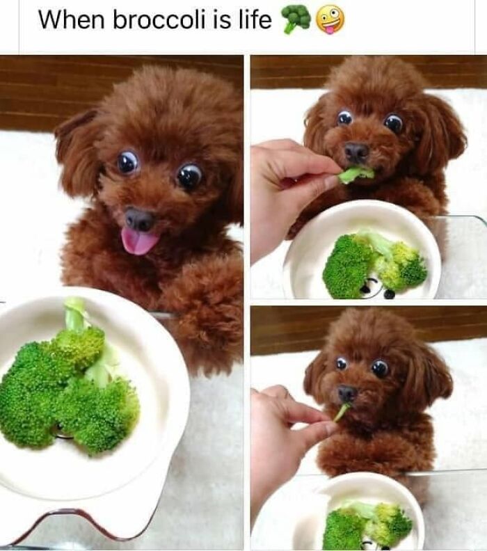 A funny dog meme featuring a cute brown poodle with wide eyes, eagerly eating broccoli.
