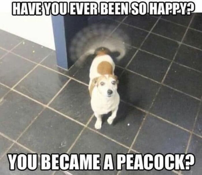 A funny dog meme showing a happy Jack Russell Terrier with a rapidly wagging tail, looking joyful.