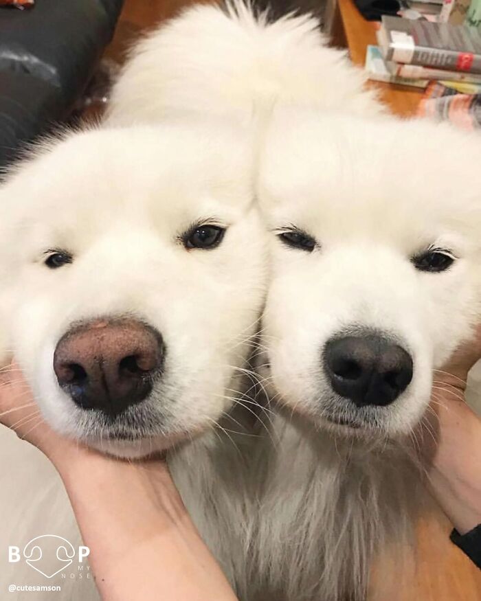 Two fluffy white Samoyed dogs' animal noses close together, inviting a screen boop.