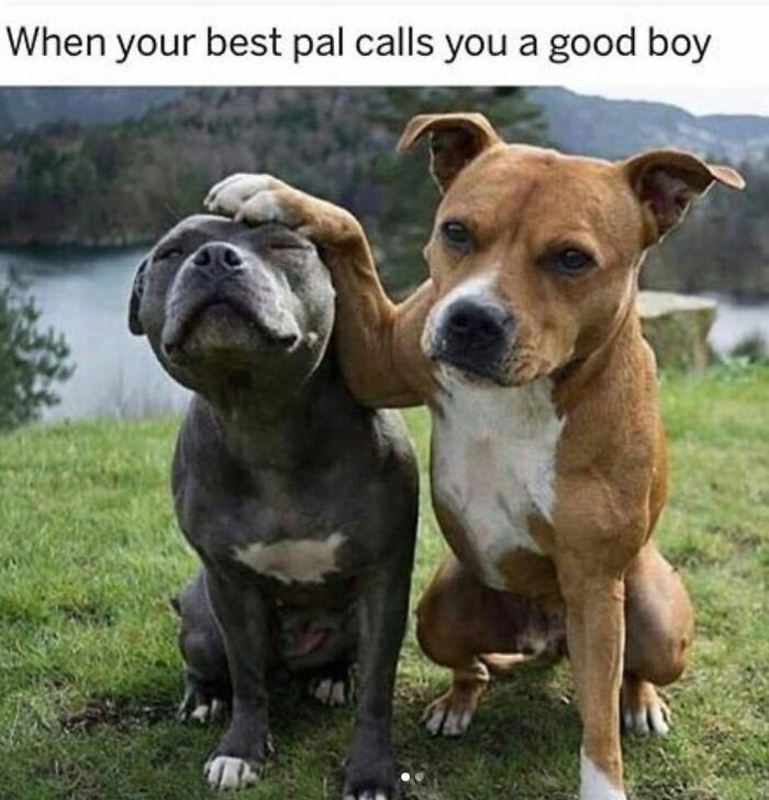 A funny dog meme with two dogs, one brown and one grey, posing in a field, looking like best pals.