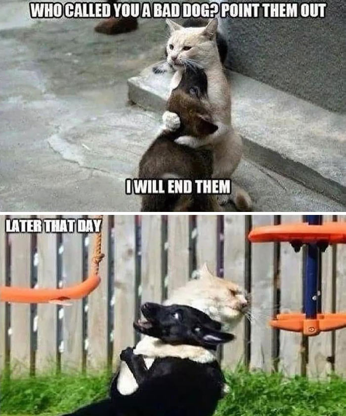 A funny dog meme split into two scenes: a cat comforting a dog and then them on a swing together.