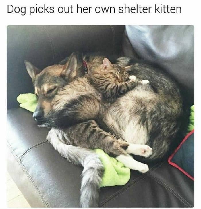 Funny dog meme: A dog and a kitten cuddling together on a couch, illustrating interspecies friendship.