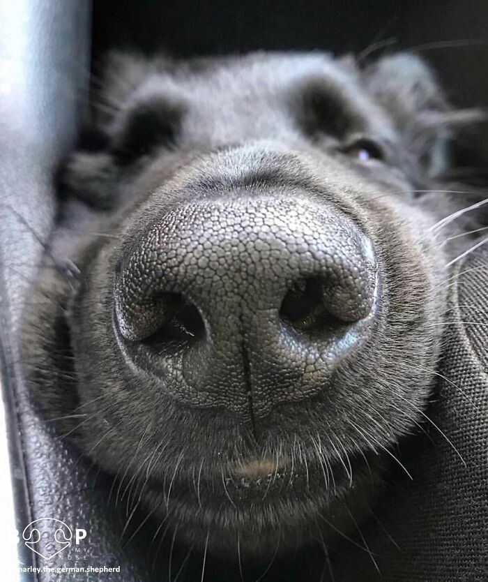 Detailed close-up of a black dog's textured animal nose, ideal for a virtual boop.