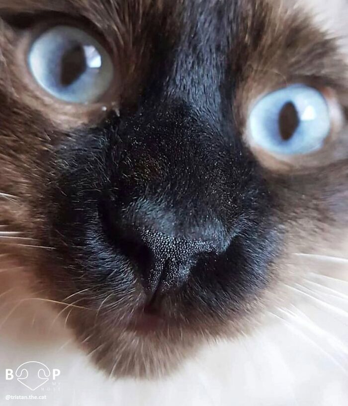 A close-up of an animal nose, belonging to a cat with striking blue eyes, inviting you to boop the screen.