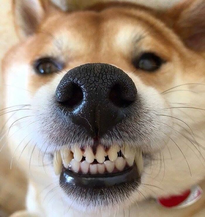 A funny Shiba Inu showing its teeth in a grin, with a prominent animal nose, almost ready for a playful boop.