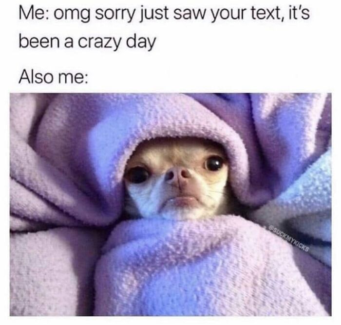 Funny dog meme: A small chihuahua dog wrapped snugly in a purple blanket, looking cozy and sleepy.