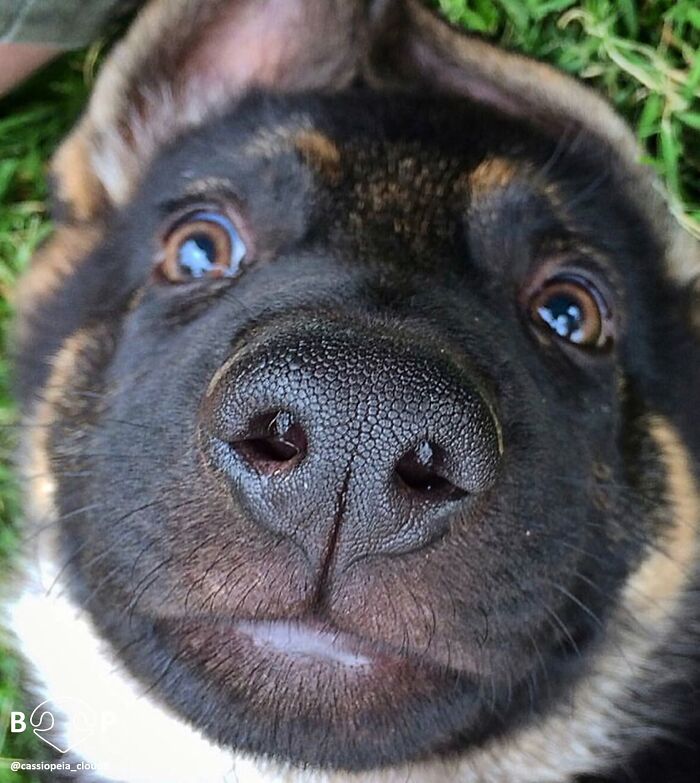 A close-up of a German Shepherd puppy's animal nose, looking up with curious eyes, ready for a boop.